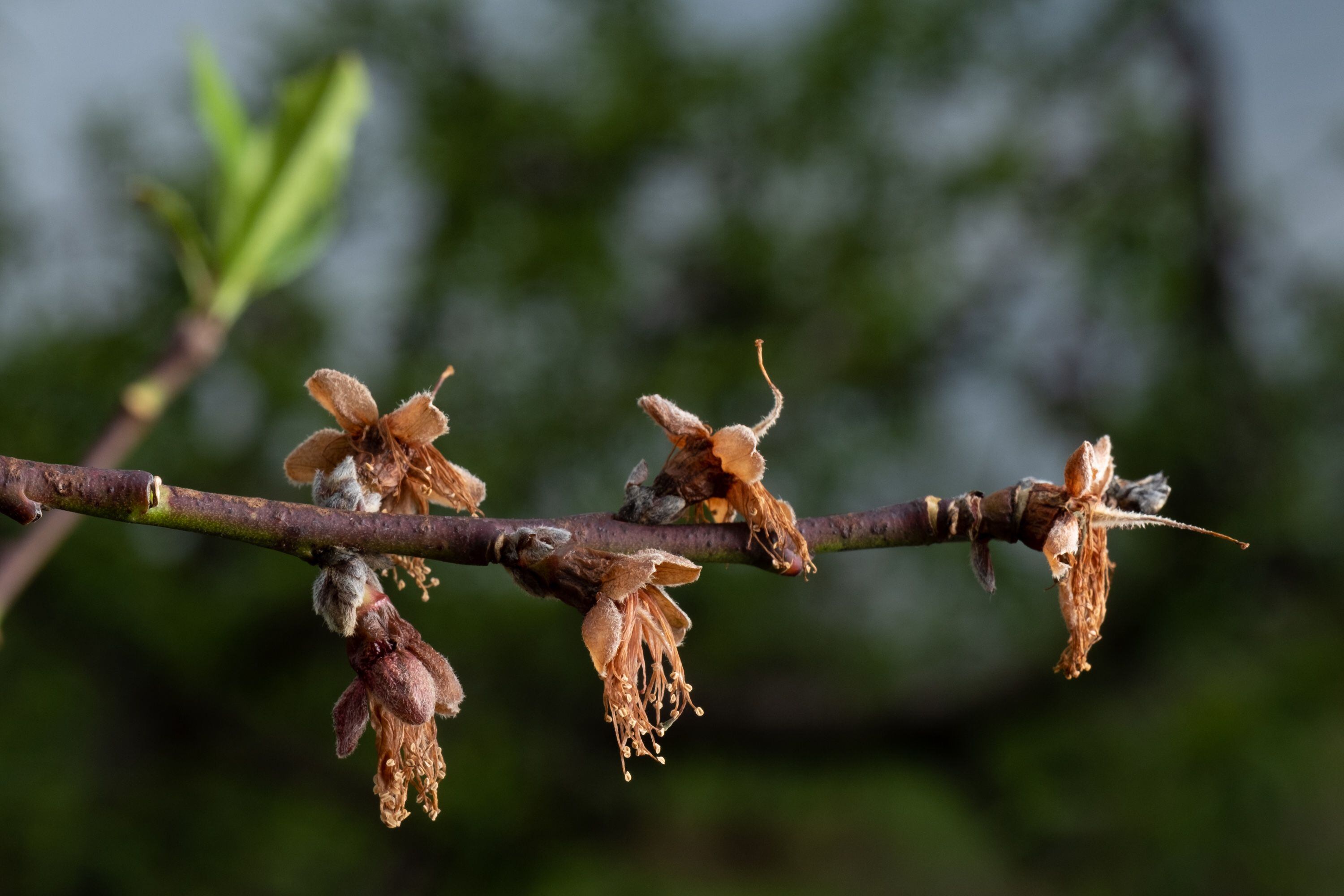 Peaches Are Facing a Crisis