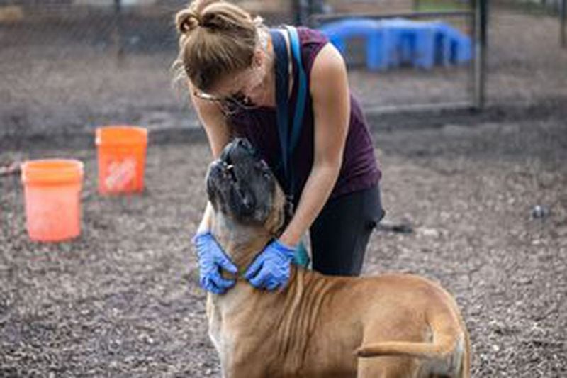 A volunteer at the DeKalb County animal shelter gave some love to Janet about a year ago before the dog was released from being court evidence in a criminal case.