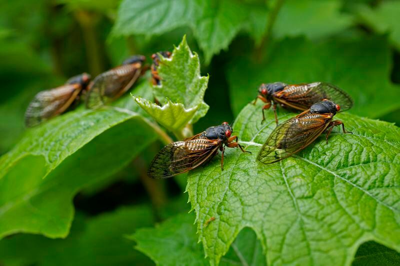 Cicadas hang out on leaves at the Morton Arboretum, Friday, May 24, 2024, in Lisle, Ill. (AP Photo/Erin Hooley)