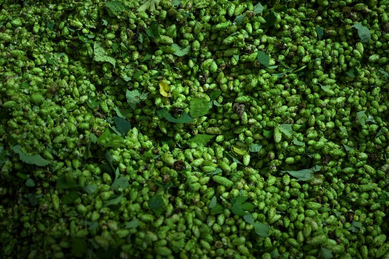 Hops are processed on a farm in Huell near Wolnzach, Germany, Thursday, Sept. 19, 2024. (AP Photo/Matthias Schrader)