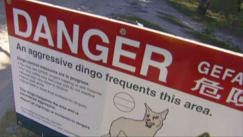 The Australian dingo: to be respected, at a distance