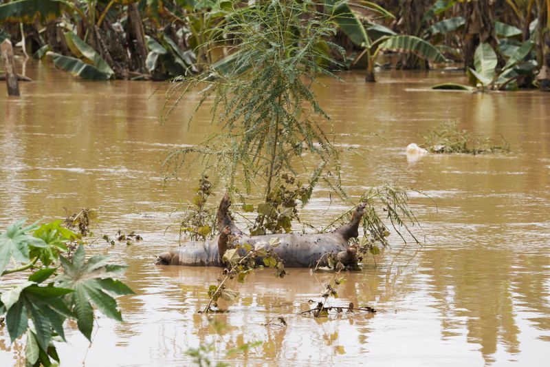 A dead pig floats on a flooded road in Naypyitaw, Myanmar, Saturday, Sept. 14, 2024. (AP Photo/Aung Shine Oo)