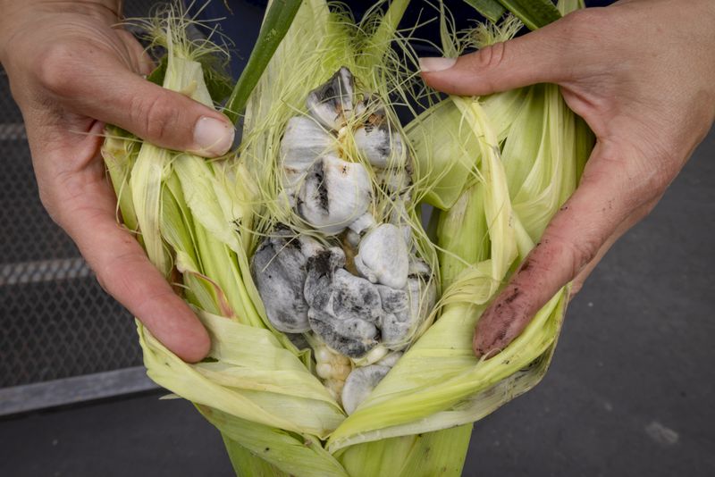 Lea Zeise, one of Ohe·laku's co-coordinators of the non-profit that works with the families planting crops, shows a cob of white corn in its green corn stage with a fungus called smut on the Oneida Indian Reservation, Friday, Aug. 30, 2024, in Oneida, Wis. (AP Photo/Mike Roemer)