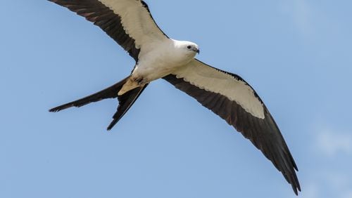 The swallow-tailed kite is said to be surpassed by few birds in skill and gracefulness. It is one of two kite species that nest in Georgia, the other being the Mississippi kite. CONTRIBUTED BY ANDY MORFFEW / CREATIVE COMMONS