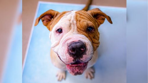 Gwinnett Animal Welfare and Enforcement will waive adoptions fee for one month. Cannoli is one of the dogs currently up for adoption. (Courtesy Gwinnett County)