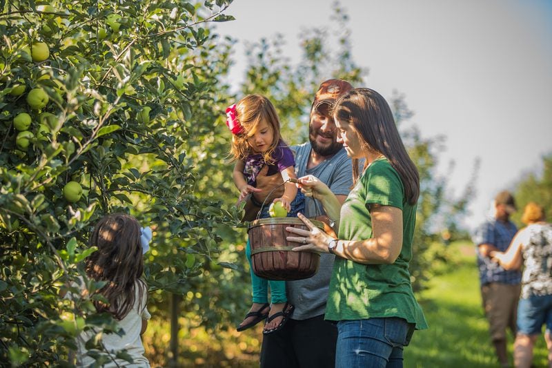 Apple picking at Sky Top Orchard. 
(Courtesy of Sam Dean)