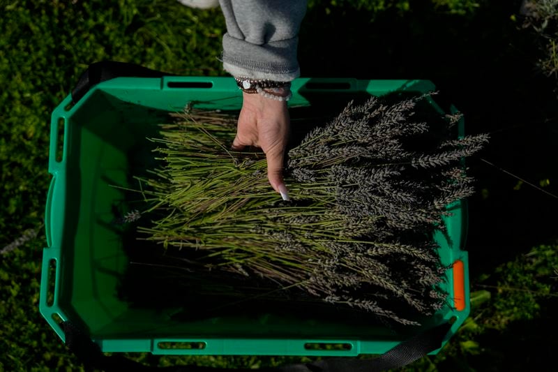 Cadence Thurgood places freshly-cut lavender in a bucket while harvesting, Wednesday, Aug. 21, 2024, at a farm in East Garafraxa, Ontario. (AP Photo/Joshua A. Bickel)