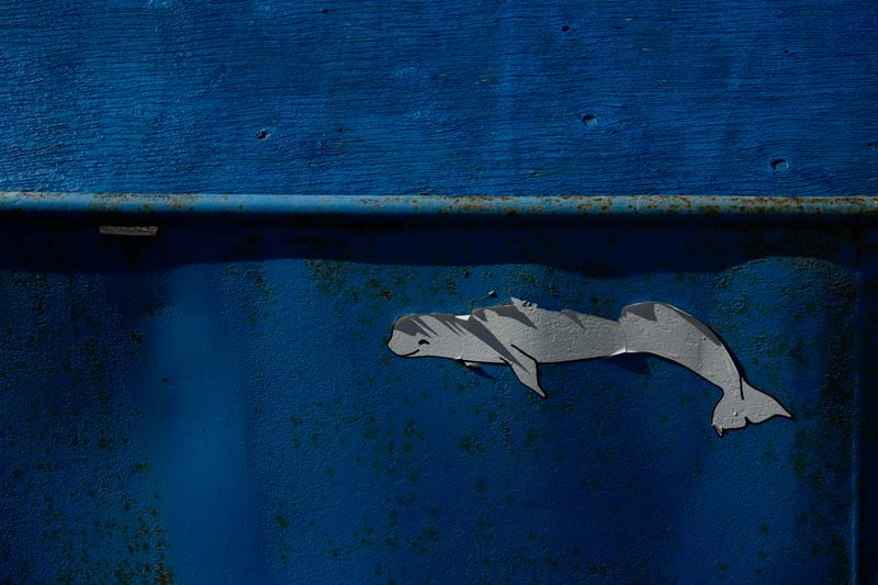 An old beluga whale decal peels off the side of an old boat Thursday, Aug. 8, 2024, in Churchill, Manitoba. (AP Photo/Joshua A. Bickel)