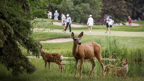 A mule deer doe and her two fawns graze as golfers pass by during the first round at the LPGA Canadian Women's Open golf tournament in in Calgary, Alberta, Thursday, July 25, 2024. (Jeff McIntosh/The Canadian Press via AP)