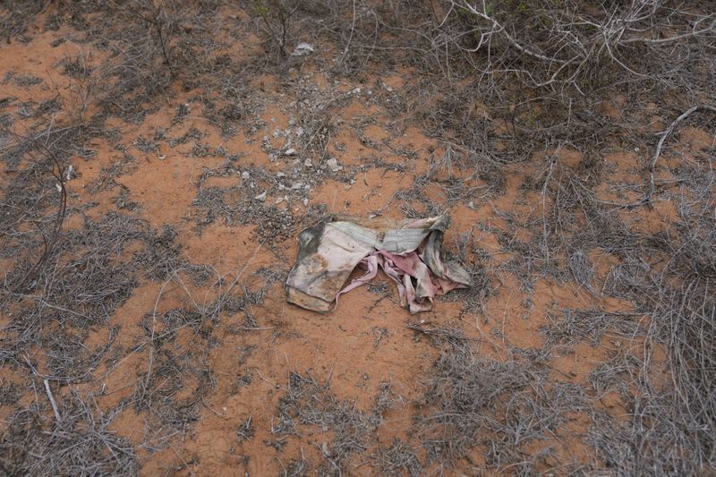 A piece of clothing lies in the bush near the forest where dozens of bodies were found in shallow graves in the village of Shakahola, near the coastal city of Malindi, in southern Kenya, on Thursday, Sept. 5, 2024. (AP Photo/Brian Inganga)