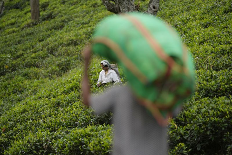 A tea plantation worker carries a sack of tea leaves as another plucks tea leaves at Spring Valley Estate in Badulla, Sri Lanka, Tuesday, Sept. 10, 2024. (AP Photo/Eranga Jayawardena)