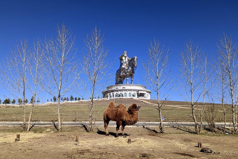 A double hump camel stands at the Genghis Khan Statue Complex, 54 km (33.55 miles) east of the Mongolian capital Ulaanbaatar, Friday, May 12, 2023. The 40-meter (130 feet) tall, stainless steel statue is the world's tallest equestrian statue. (AP Photo/Aniruddha Ghosal)