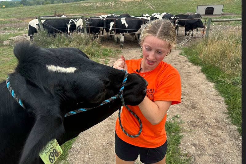 Osceola County 4-H member Alison Smith tends to a heifer named Evergreen Thursday, Aug. 1, 2024, on a farm in Hersey Township, Mich. (AP Photo/Mike Householder)