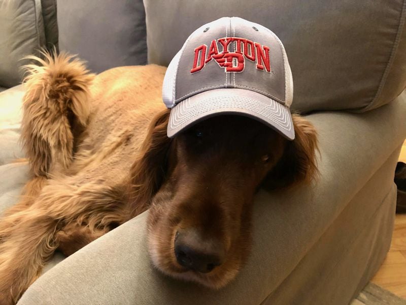 MacMurray Riley, the Irish setter of AJC Editor Kevin Riley, roots for the University of Dayton. (Courtesy photo)