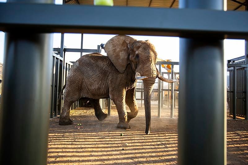 In this photo supplied by Four Paws, Charley, an ageing four-ton African elephant, enters his adaption enclosure to acclimatise, at the Shambala Private Game Reserve, South Africa, Monday, Aug. 19, 2024, after being transported from Pretoria's National Zoological Gardens. (Four Paws via AP)