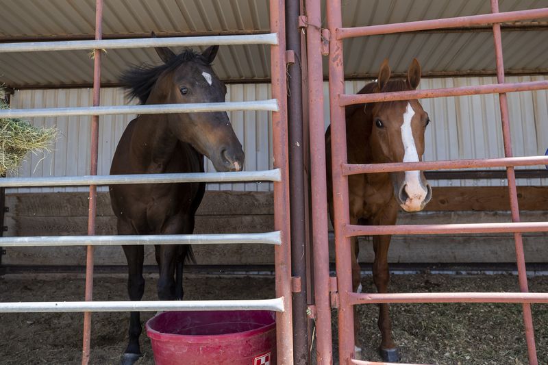 Race horses that were evacuated from Ruidoso Downs rest at a stall in Artesia, N.M., Wednesday, June 19, 2024. Strong wind pushed the larger of two wildfires into the mountain village of Ruidoso, forcing residents to flee. One person was killed and hundreds of structures were damaged. (AP Photo/Andres Leighton)