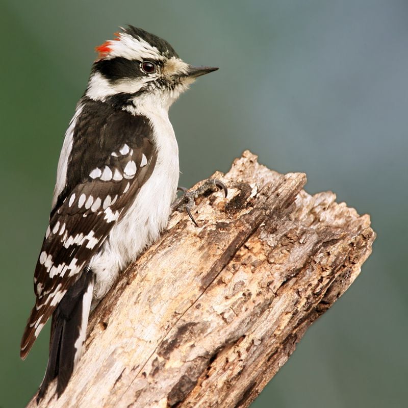 The downy woodpecker, like the one shown here, is a common backyard bird in Georgia. It often comes to suet feeders. 
Courtesy of Wolfgang Wander/Creative Commons