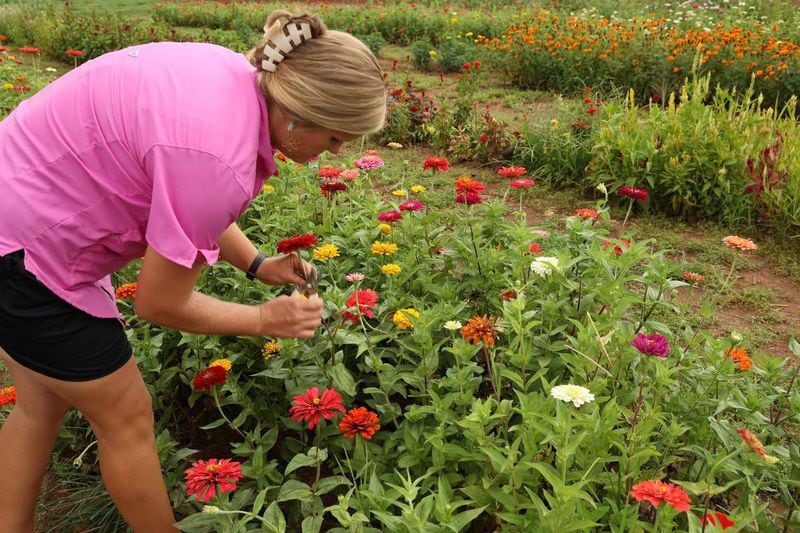 Arena Acres founder Samantha Lineberger cuts zinnia stems on Arena Acres flower farm on Thursday, July 25, 2024, in Perry, Georgia. The land that Arena Acres is now on has been in Linebarger’s family for over seventy years. (Photo Courtesy of Katie Tucker/The Telegraph)