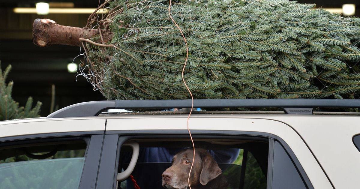 Gridlock Guy: The important art of properly loading the Christmas tree