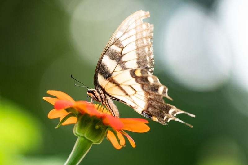 A butterfly lands on a flower at Urban Farm in Ormewood. Except the the city's handling of water maintenance, it will leave most decision making about the park to the Urban Farm in Ormewood Inc. Board and Brian Harrison’s family. (Seeger Gray / AJC)