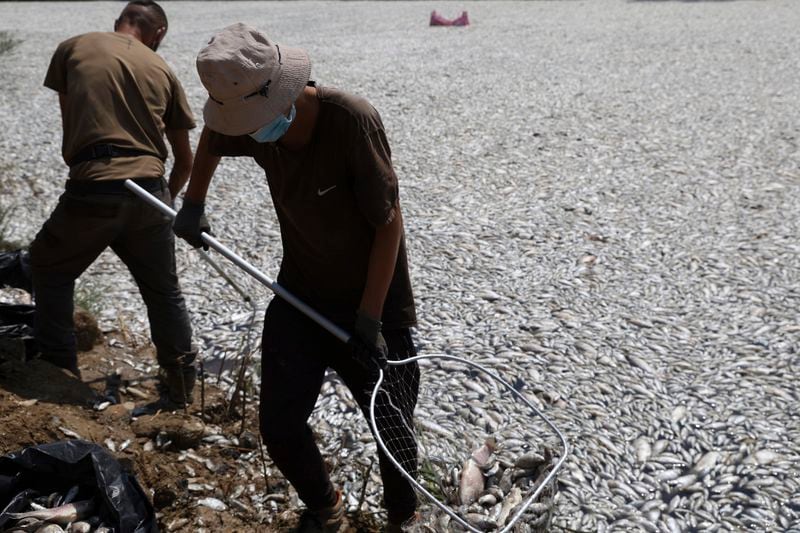 Workers collect dead fish from a river near the port city of Volos, central Greece, Thursday, Aug. 29, 2024, following a mass die-off linked to extreme climate fluctuations. (AP Photo/Vaggelis Kousioras)