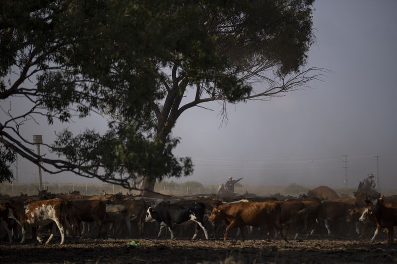 Erez Ashtamker, 45, ranch manager of the Merom Golan kibbutz, center, rides his horse as they round up cattle in an area in the Israeli-controlled Golan Heights, Monday, June 24, 2024. (AP Photo/Leo Correa)