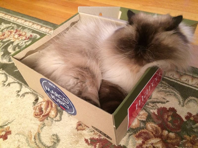 Marco Soltis takes a cat name in his personalized box. (Courtesy photo).