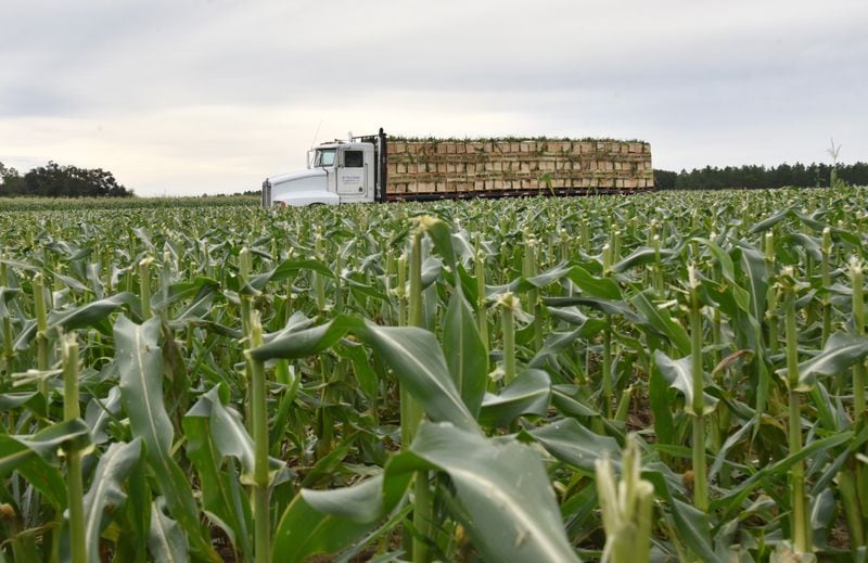 In recent years, Florida has shifted the focus of its water-rights complaints from metro Atlanta's use of Lake Lanier water to the farmlands of southwest Georgia. Here, workers at Worsham Farms in Vada, Ga., harvest sweet corn in 2019. (Hyosub Shin / Hyosub.Shin@ajc.com)