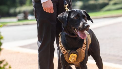 FILE: K9 Justice proudly displays her new badge after a pinning ceremony held at the Governor’s Mansion on Thursday, Sept 2, 2021.  (Jenni Girtman for The Atlanta Journal-Constitution)