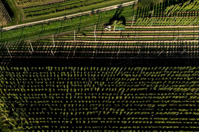 A farmer harvests hops in Huell near Wolnzach, Germany, Thursday, Sept. 19, 2024. (AP Photo/Matthias Schrader)