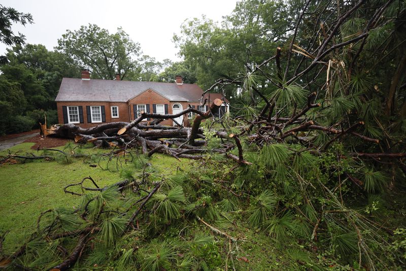 A massive pine tree fell in the yard of a home near Valdosta State University on Monday.