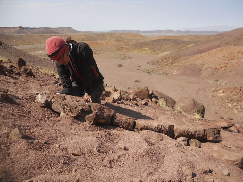 This 2014 photo provided by Roger M. H. Smith shows Claudia Marsicano, professor at the University of Buenos Aires, examining the new basal tetrapod fossil at the discovery site of a salamander-like creature near the Ugab River in Namibia. Scientists have identified a giant salamanderlike predator with sharp fangs that likely ruled waters 280 million years ago. (Roger M. H. Smith via AP)