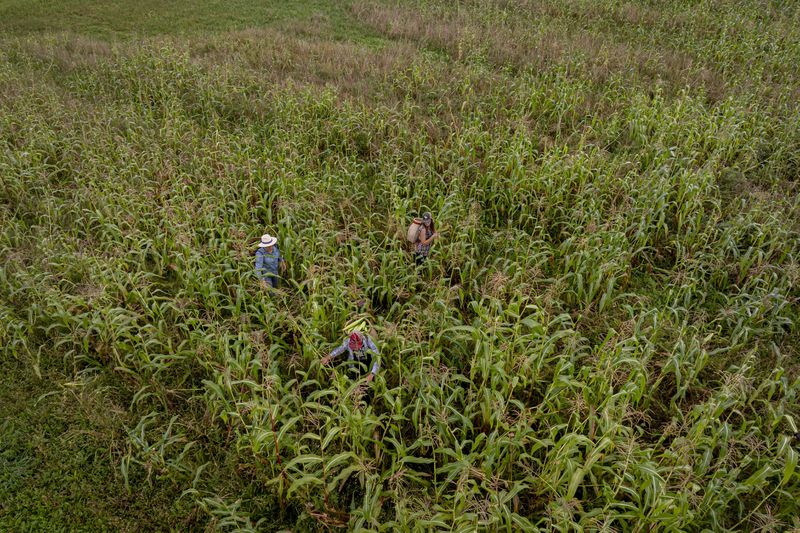 Members of Ohe·laku, a non-profit that works with the families planting crops, pick white corn in its early form known as green corn during a harvest on the Oneida Indian Reservation on Friday, Aug. 30, 2024, in Oneida, Wis. (AP Photo/Mike Roemer)