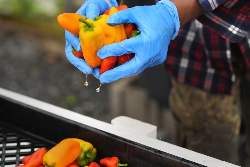 Farmer Sylvain Bukasa, a refugee from Democratic Republic of the Congo, takes freshly harvested peppers out of a cleaning tub to be air dried prior to packaging at Fresh Start Farm, Aug. 19, 2024, in Dunbarton, N.H. (AP Photo/Charles Krupa)