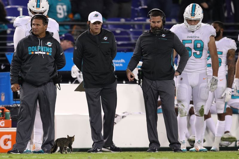 A cat runs to the Miami Dolphins sideline as the Dolphins play the Baltimore Ravens at M&T Bank Stadium on October 26, 2017 in Baltimore, Maryland.