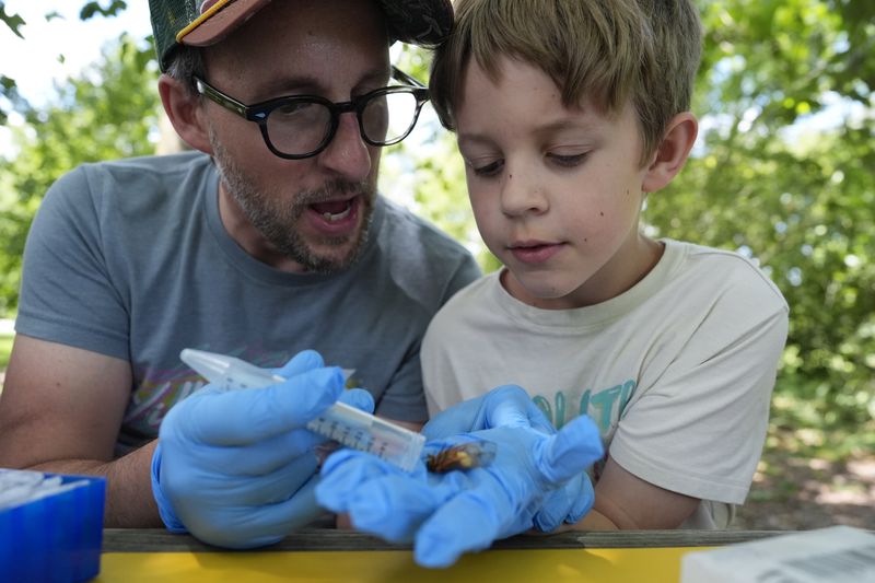 West Virginia University mycology professor Matt Kasson and his son Oliver Kasson, 9, confirm a periodical cicada infected with the Massospora cicadina fungus is still alive immediately before field processing at Morton Arboretum on Thursday, June 6, 2024, in Lisle, Ill. Kasson is tracking the fungus, the only one on Earth that makes amphetamine. It takes control over the cicada, makes them hypersexual, looking to spread the parasite as a sexually transmitted disease. (AP Photo/Carolyn Kaster)