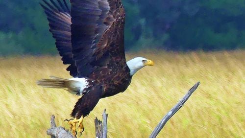 The bald eagle, like this one in a salt marsh on Little St. Simons Island, had nearly disappeared from Georgia by the 1960s. But after a spectacular comeback, the bird was removed from the Endangered Species List in 2007. (Charles Seabrook for The Atlanta Journal-Constitution)