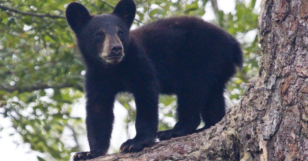 Mama Bear' has a local tie, Sports