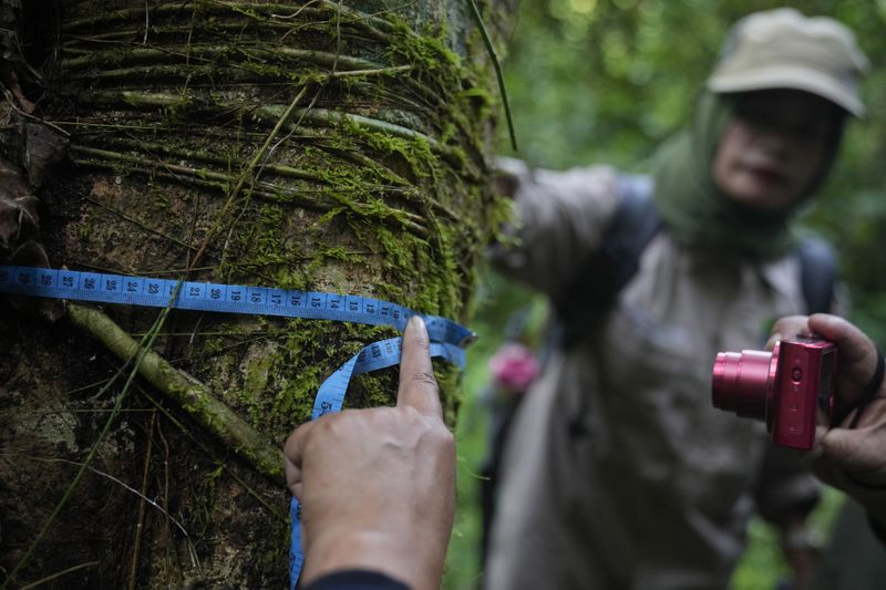 Rangers measure the diameter of a tree during a forest patrol in Damaran Baru, Aceh province, Indonesia, Tuesday, May 7, 2024. The female-led group periodically measure individual trees and mark their locations, tagging them with ribbons warning against cutting them. When they spot someone in the forest, they remind them of the jungle's importance for their village and give them seeds to plant. (AP Photo/Dita Alangkara)
