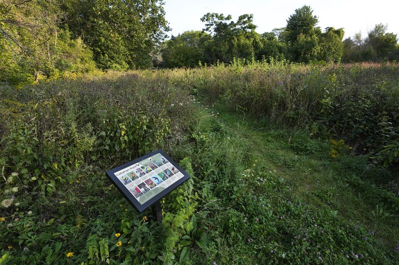 A bird watcher identification board is displayed in a meadow in Callahan Park in Detroit, Tuesday, Sept. 10, 2024. (AP Photo/Paul Sancya)