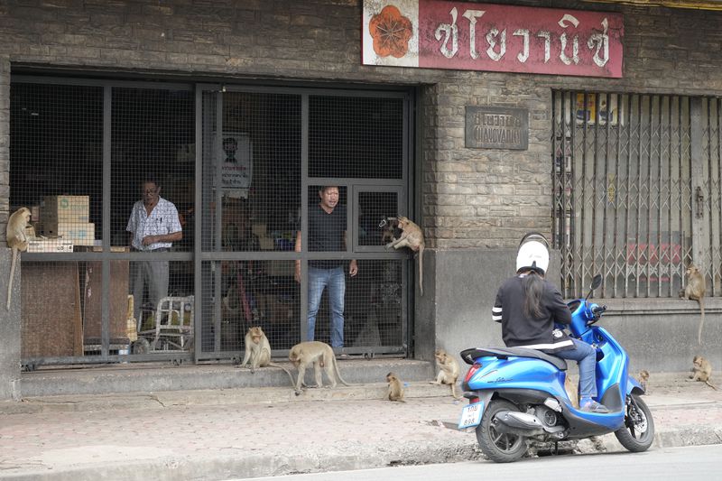 A customer on motorcycle makes an order at an auto-part shop in Lopburi Province, north of Bangkok, Thailand, Friday, May 24, 2024. A Thai town, run ragged by its ever-growing population of marauding wild monkeys, began the fight-back, Friday, using trickery and ripe tropical fruit. (AP Photo/Sakchai Lalit)