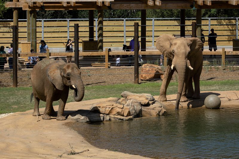 Two elephants from among Zoo Atlanta's 1,000 animal residents. 
(Courtesy of Zoo Atlanta)