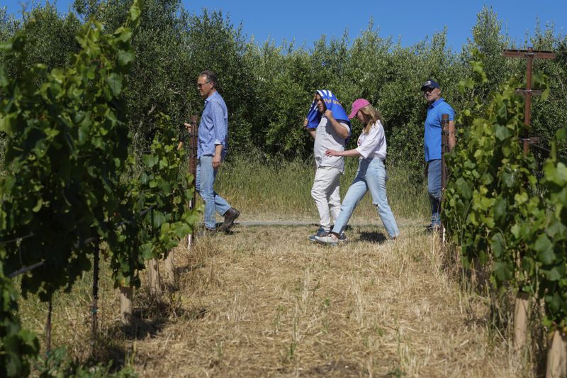 Ivo Jeramaz, left, gives a tour of a Grgich Hills Estate's vineyard to visiting Ukrainian winemakers Wednesday, June 5, 2024, in American Canyon, Calif. (AP Photo/Godofredo A. Vásquez)