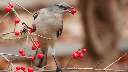 The Northern mockingbird (shown here) is one of several Georgia songbird species that eat mainly insects in summer but switch to eating mostly fruit in fall and winter. (Courtesy of Matt MacGillivray/Creative Commons)