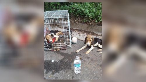 Two 10-month-old beagles were found abandoned along a road in DeKalb County. One since has died. (Credit: Channel 2 Action News)