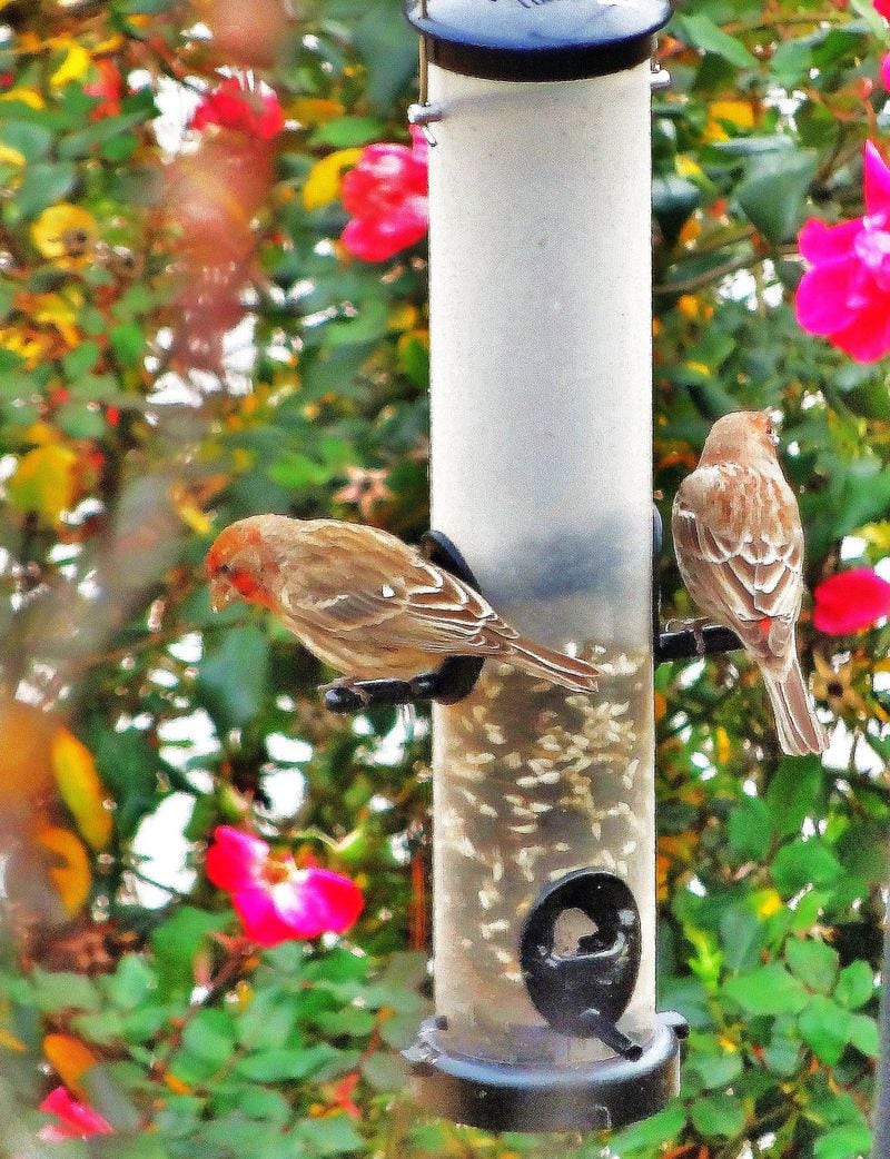 Hanging feeders now and keeping them well stocked with seed will help birds — such as these female house finches — prepare for harsh winter days ahead. (Charles Seabrook)