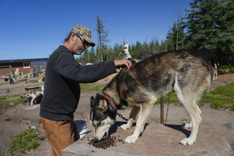 Dave Daley, a member of the Metis Nation, pets one of his sled dogs after a feeding, Thursday, Aug. 8, 2024, at his home in Churchill, Manitoba. (AP Photo/Joshua A. Bickel)