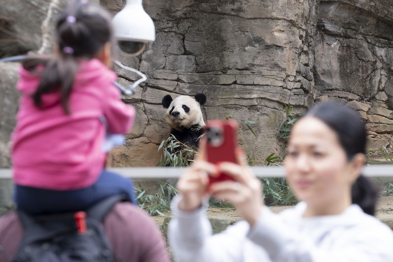 People view Yang Yang at Zoo Atlanta last week. Yang Yang and companion Lun Lun were just two years old when they arrived at Zoo Atlanta in 1999 from the Chengdu Research Base of Giant Panda Breeding in the Sichuan province. (Ben Gray / Ben@BenGray.com)