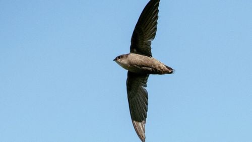 Chimney swifts, like the one shown here, nest in Georgia during spring and summer and spend the winter in the upper Amazon basin of Peru, Ecuador, Chile and Brazil. Unlike most migratory birds, which travel at night, chimney swifts travel by day. Adam Jackson/Creative Commons