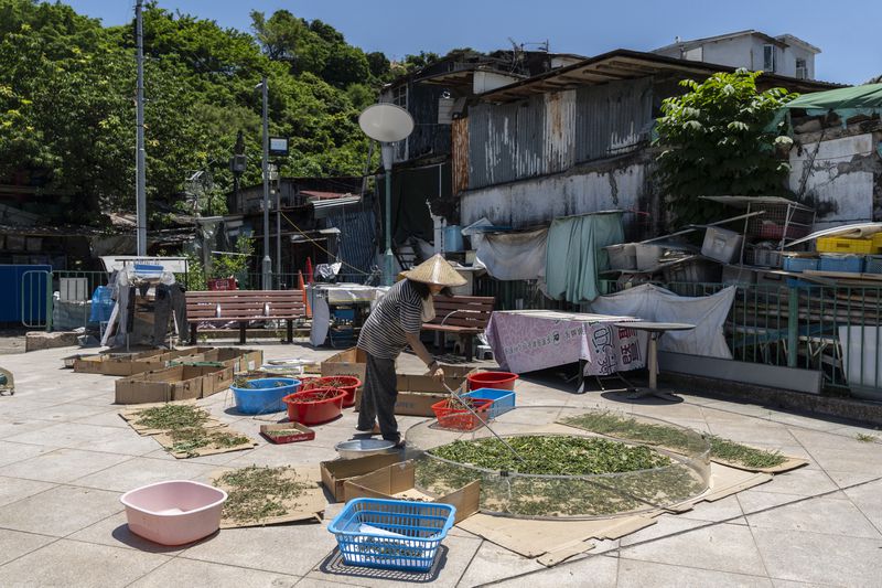 Villager Chan Shun-hong dries her harvested vegetables at the Cha Kwo Ling Village in Hong Kong, Sunday, Aug. 25, 2024. (AP Photo/Chan Long Hei)